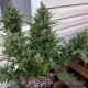 Семена конопли Afghan Kush autofem. XXL Premium Big Size