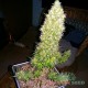 Семена конопли Master-Seed auto АК-47 feminised