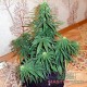 Семена конопли Master-Seed auto АК-47 feminised
