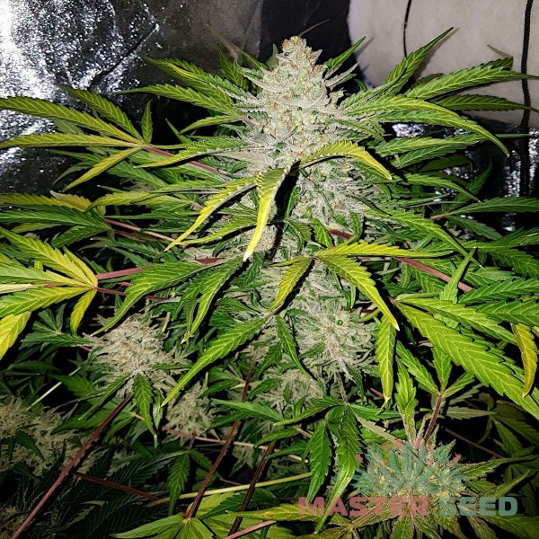 Семена конопли Amnesia Haze autofem. XXL Premium Big Size