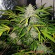 Семена конопли Amnesia Haze autofem. XXL Premium Big Size
