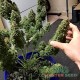 Семена конопли Amnesia Haze autofem. XXL Premium Big Size