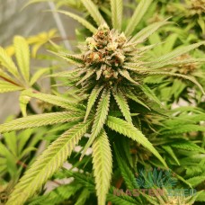 Master-Seed auto Amnesia Lime feminised