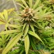Семена конопли Amnesia Lime autofem. XXL Premium Big Size