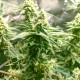 Семена конопли Amnesia Lime autofem. XXL Premium Big Size