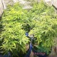 Семена конопли Amnesia Lime autofem. XXL Premium Big Size