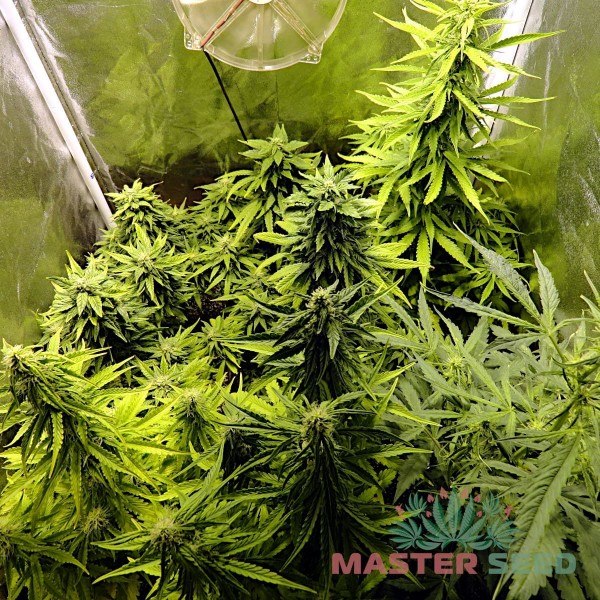 Семена конопли Amnesia autofem. XXL Premium Big Size