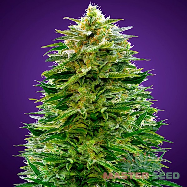 Семена конопли Amnesia autofem. XXL Premium Big Size