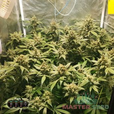 Master-Seed auto Big Bang feminised