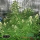 Насіння коноплі Big Bang autofem. XXL Premium Big Size