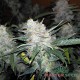 Насіння коноплі Big Bud autofem. XXL Premium Big Size
