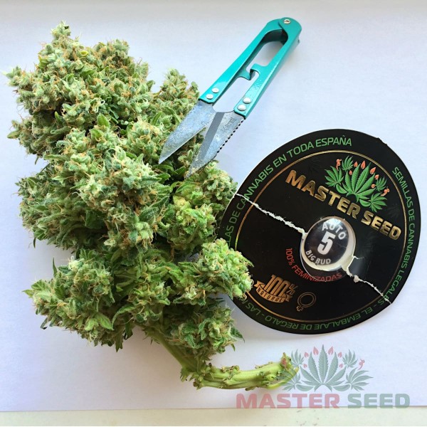 Насіння коноплі Big Bud autofem. XXL Premium Big Size
