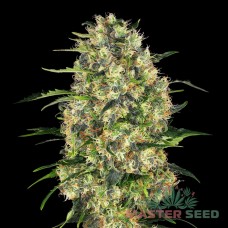 Master-Seed auto Black Domina feminised