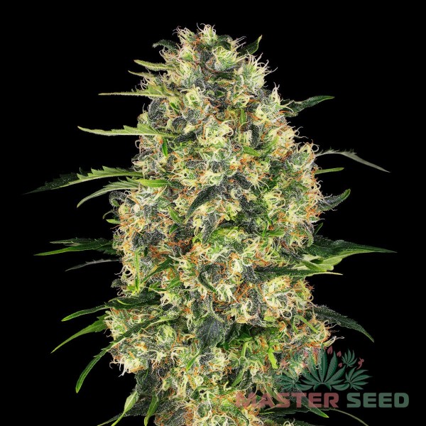 Насіння коноплі Master-Seed auto Black Domina feminised
