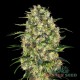 Насіння коноплі Master-Seed auto Black Domina feminised