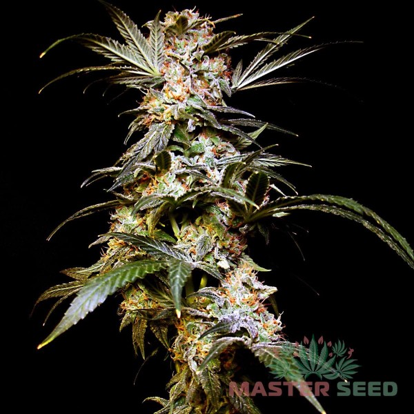 Насіння коноплі Master-Seed auto Black Domina feminised