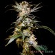 Насіння коноплі Master-Seed auto Black Domina feminised