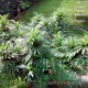 Насіння коноплі Master-Seed auto Black Domina feminised