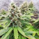 Семена конопли Blue Cheese autofem. XXL Premium Big Size