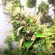 Семена конопли Blue Cheese autofem. XXL Premium Big Size