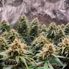 Master-Seed auto Blue Dream feminised