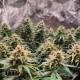 Насіння коноплі Blue Dream autofem. XXL Premium Big Size