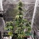 Насіння коноплі Blue Dream autofem. XXL Premium Big Size