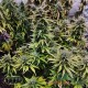 Насіння коноплі Blue Dream autofem. XXL Premium Big Size