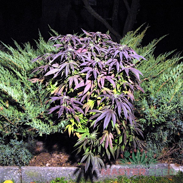 Семена конопли Master-Seed auto Blueberry feminised