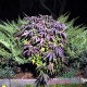 Семена конопли Master-Seed auto Blueberry feminised