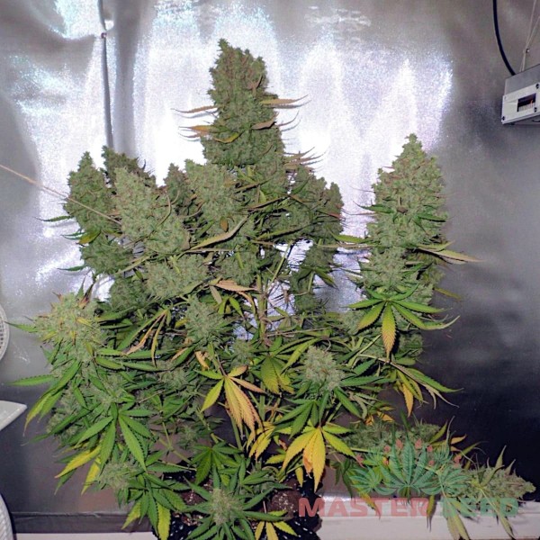Семена конопли Master-Seed auto Blueberry feminised
