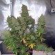 Семена конопли Master-Seed auto Blueberry feminised