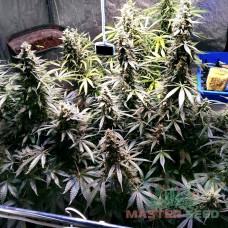 Master-Seed auto Brooklyn Sunrise feminised