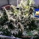 Семена конопли Master-Seed auto Brooklyn Sunrise feminised