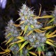 Семена конопли Master-Seed auto Brooklyn Sunrise feminised