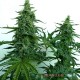 Семена конопли Master-Seed auto Brooklyn Sunrise feminised