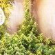Насіння коноплі Bruce Banner autofem. XXL Premium Big Size