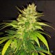 Насіння коноплі Bruce Banner autofem. XXL Premium Big Size