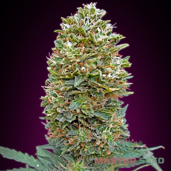 Семена конопли Master-Seed auto Bubble Gum feminised