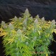 Семена конопли California Orange autofem. XXL Premium Big Size