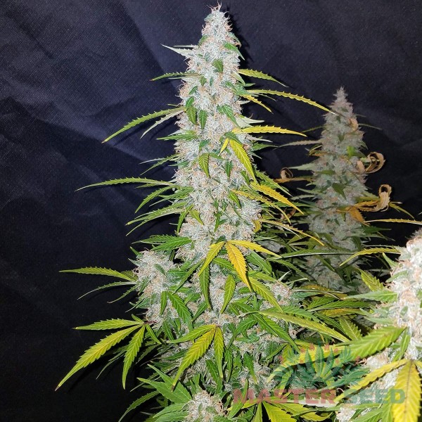 Насіння коноплі Master-Seed auto Californian Snow feminised