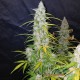 Насіння коноплі Master-Seed auto Californian Snow feminised