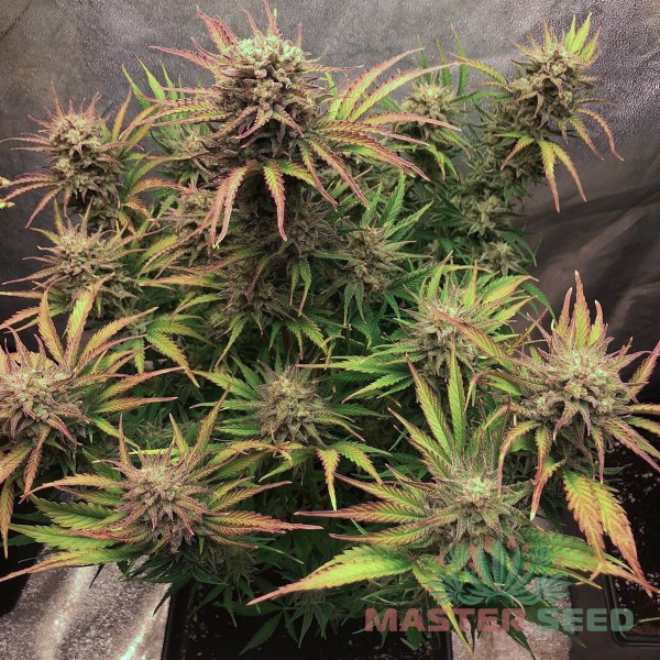 Насіння коноплі Master-Seed auto Californian Snow feminised