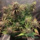 Насіння коноплі Master-Seed auto Californian Snow feminised