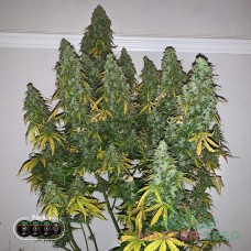 Master-Seed auto Candy Kush feminised