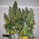 Насіння коноплі Candy Kush autofem. XXL Premium Big Size