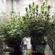 Насіння коноплі Candy Kush autofem. XXL Premium Big Size