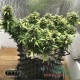 Насіння коноплі Candy Kush autofem. XXL Premium Big Size