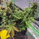 Насіння коноплі Master-Seed auto CBD Northern Lights feminised