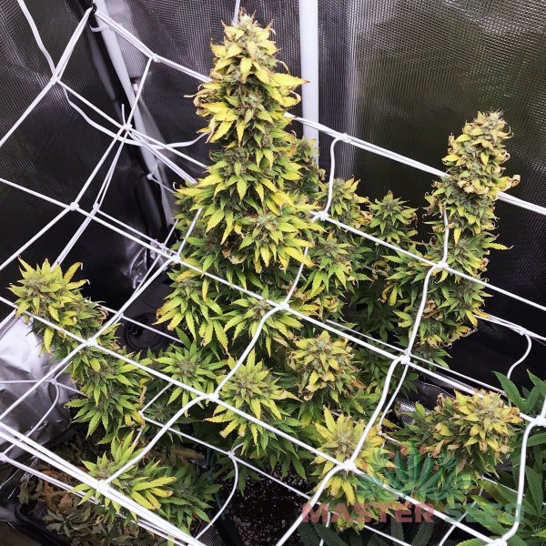 Насіння коноплі Master-Seed auto CBD Northern Lights feminised
